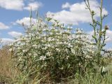 Phlomis pungens. Цветущее растение (белая форма). Крым, верховья оз. Донузлав, степь. 14 июня 2026 г.