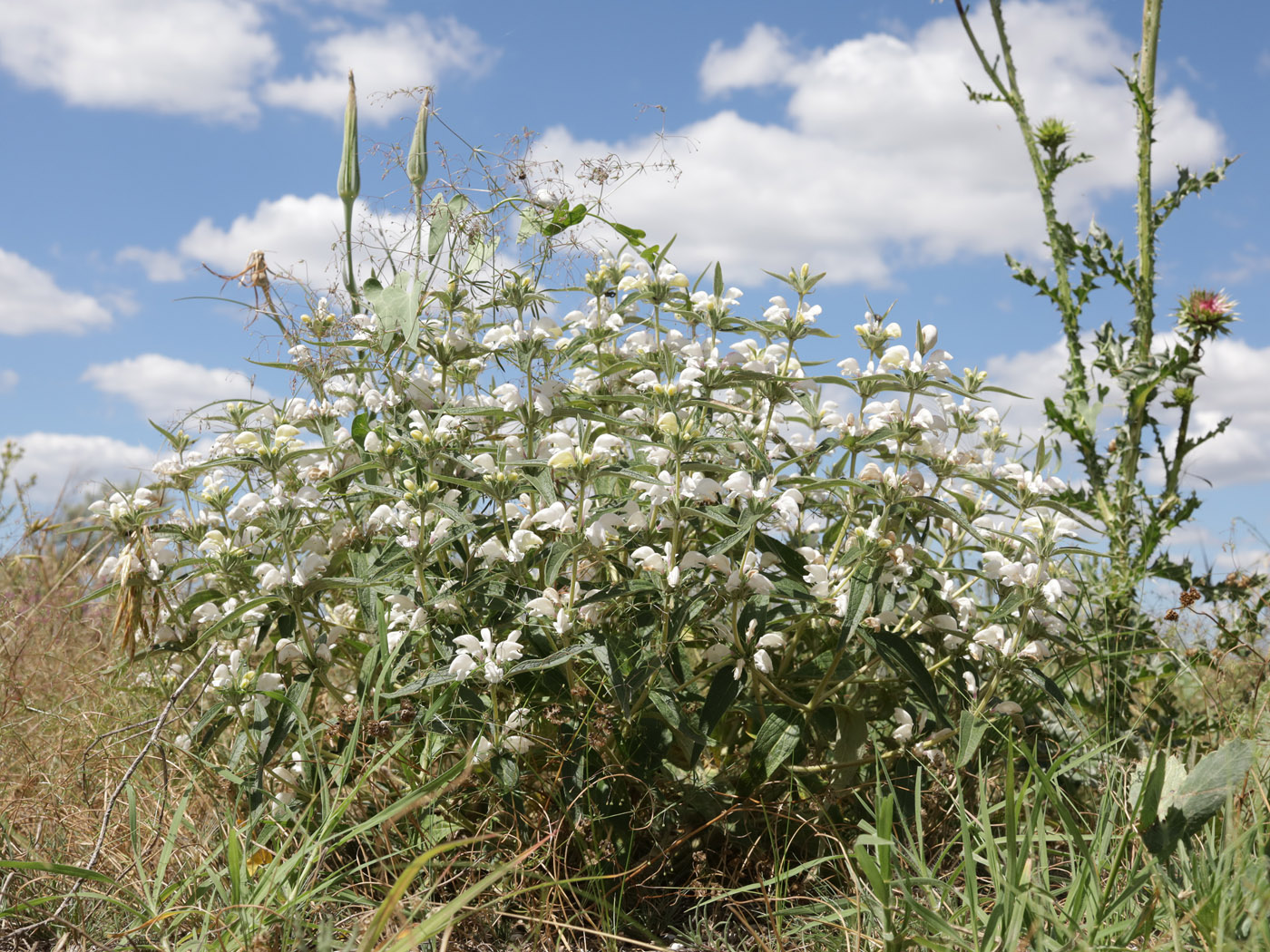 Image of Phlomis pungens specimen.