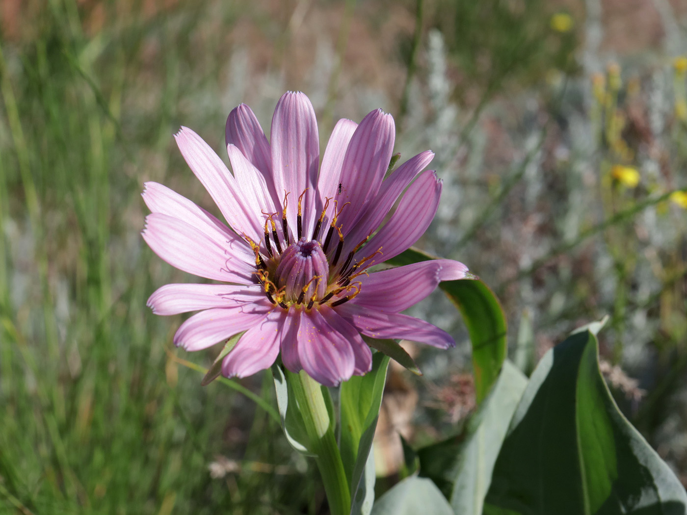Изображение особи Tragopogon marginifolius.