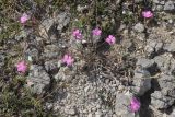 Dianthus humilis. Цветущее растение. Крым, Севастополь, Инкерман, гора Монастырская. 05.08.2026.