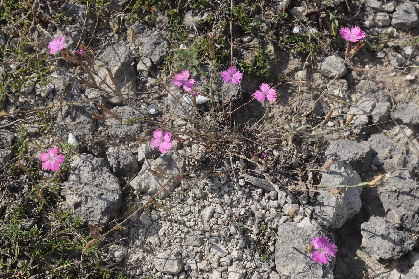 Image of Dianthus humilis specimen.