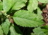 View full-size image Teucrium maximowiczii