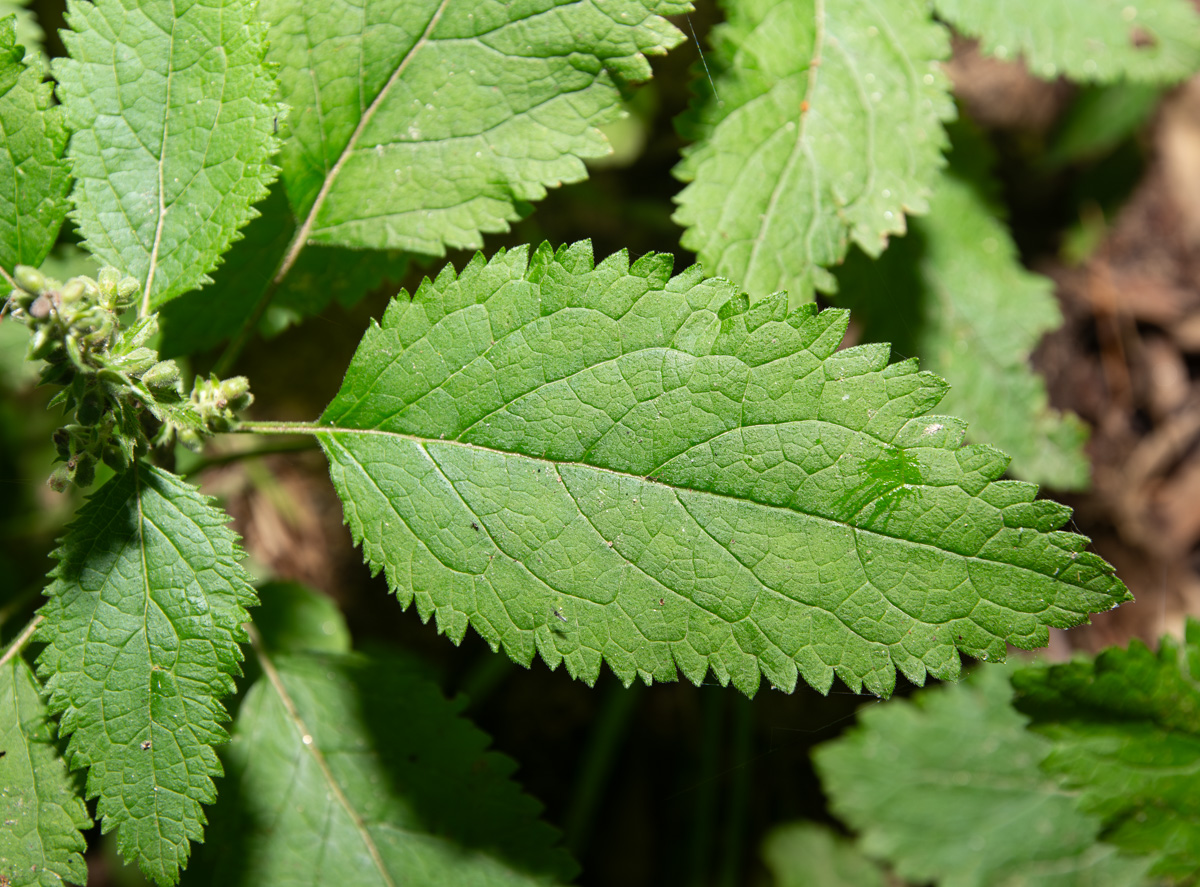 Image of Teucrium maximowiczii specimen.