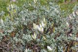 Salix lanata. Верхушка плодоносящего растения. Кольский п-ов, Хибины, дол. р. Кунийок, на каменистой обочине грунтовой дороги. 28.07.2026.