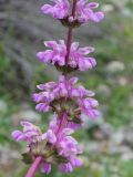 Phlomoides lehmanniana