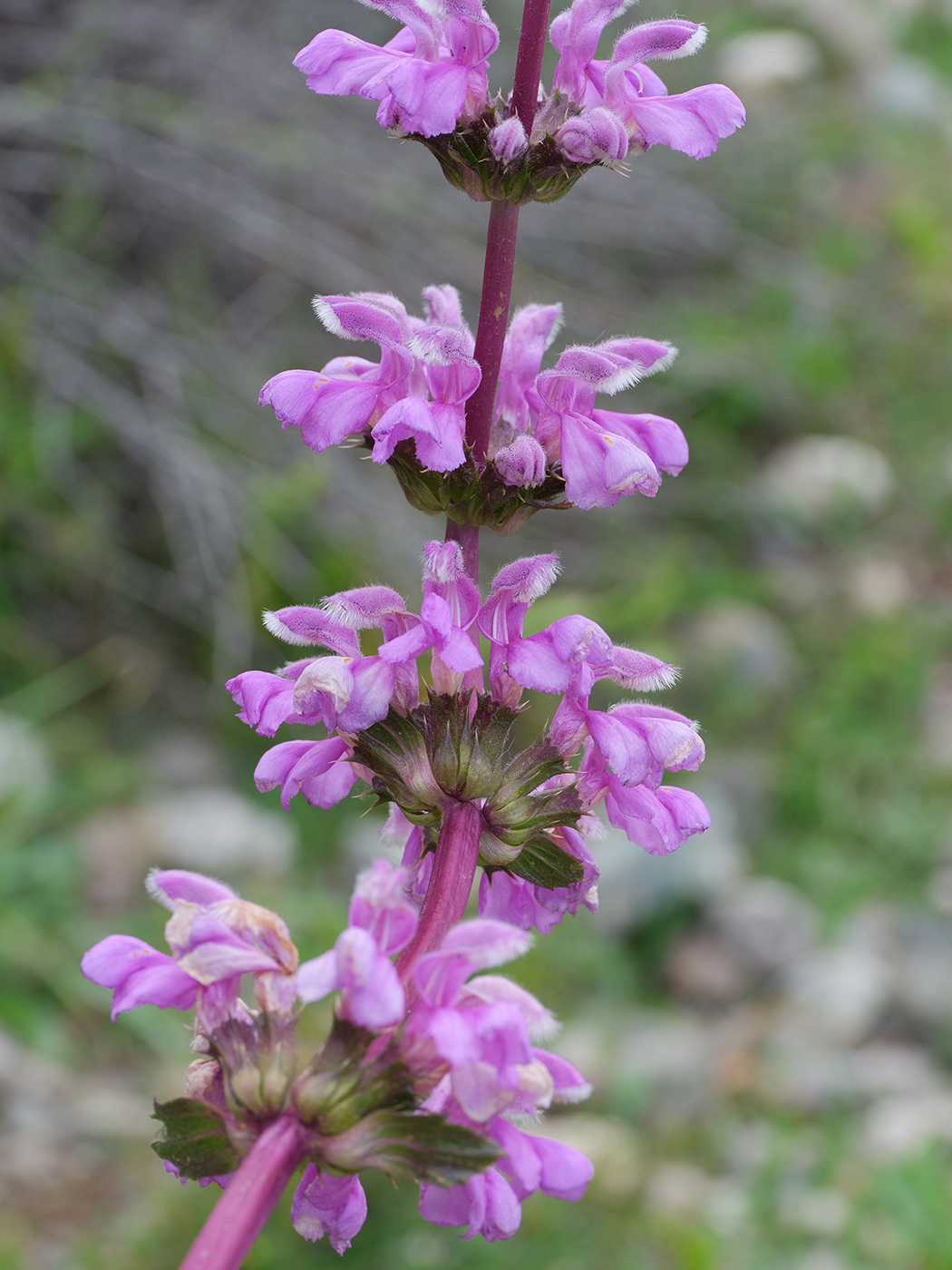 Image of Phlomoides lehmanniana specimen.