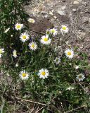 Leucanthemum vulgare