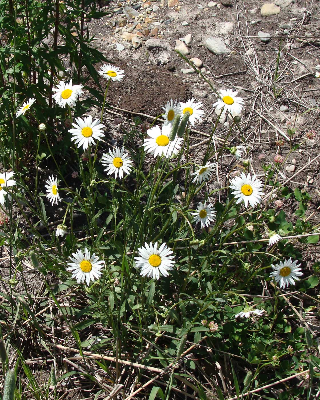 Изображение особи Leucanthemum vulgare.