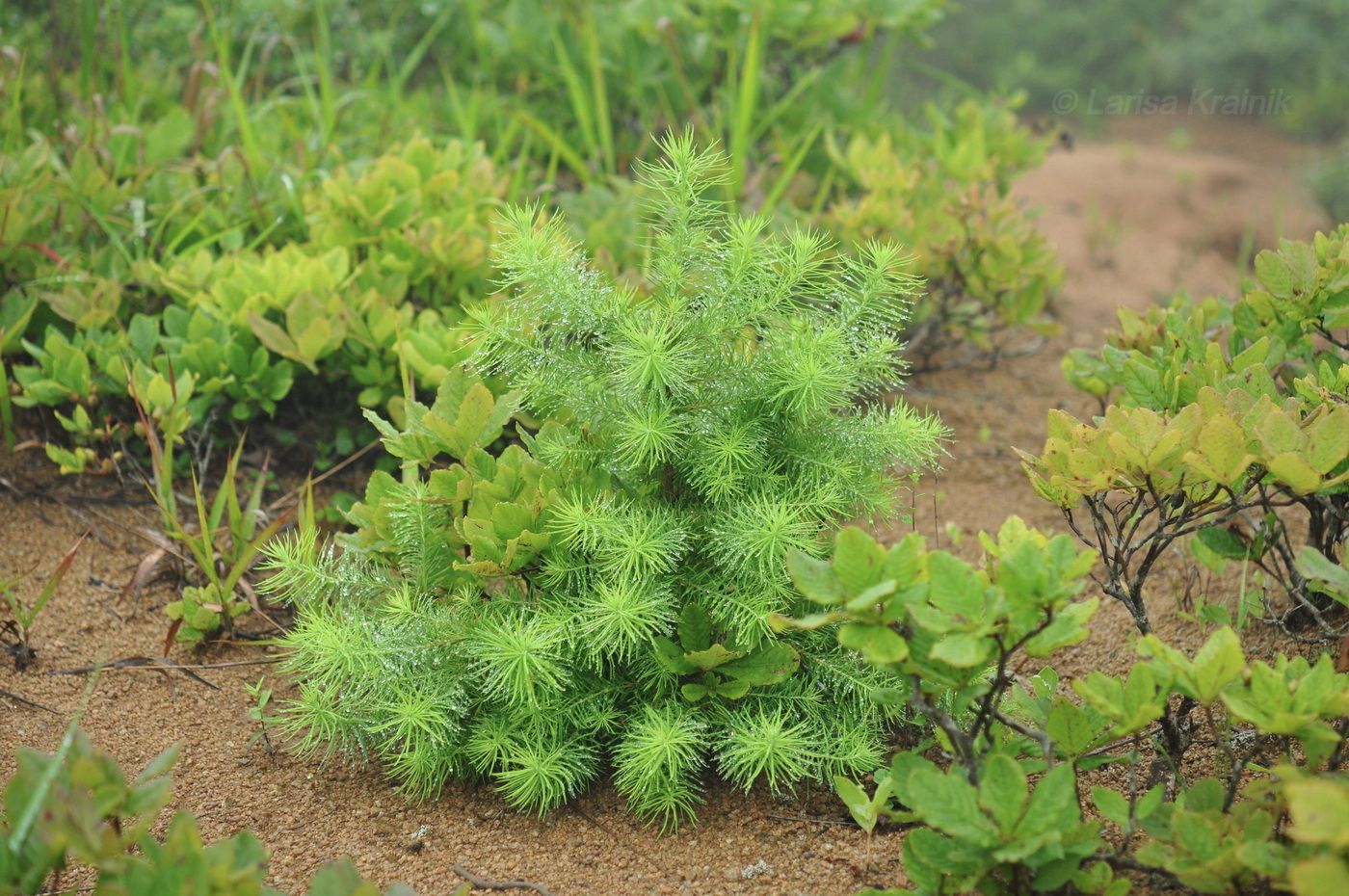 Image of Unknown species specimen.