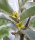 Elaeagnus commutata