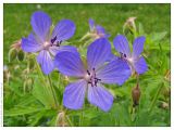 Geranium pratense