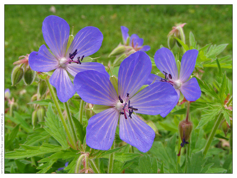 Image of Geranium pratense specimen.