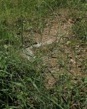 Elymus sibiricus. Цветущие растения. Хабаровский край, окр. г. Комсомольск-на-Амуре, пустырь. 18.07.2026.