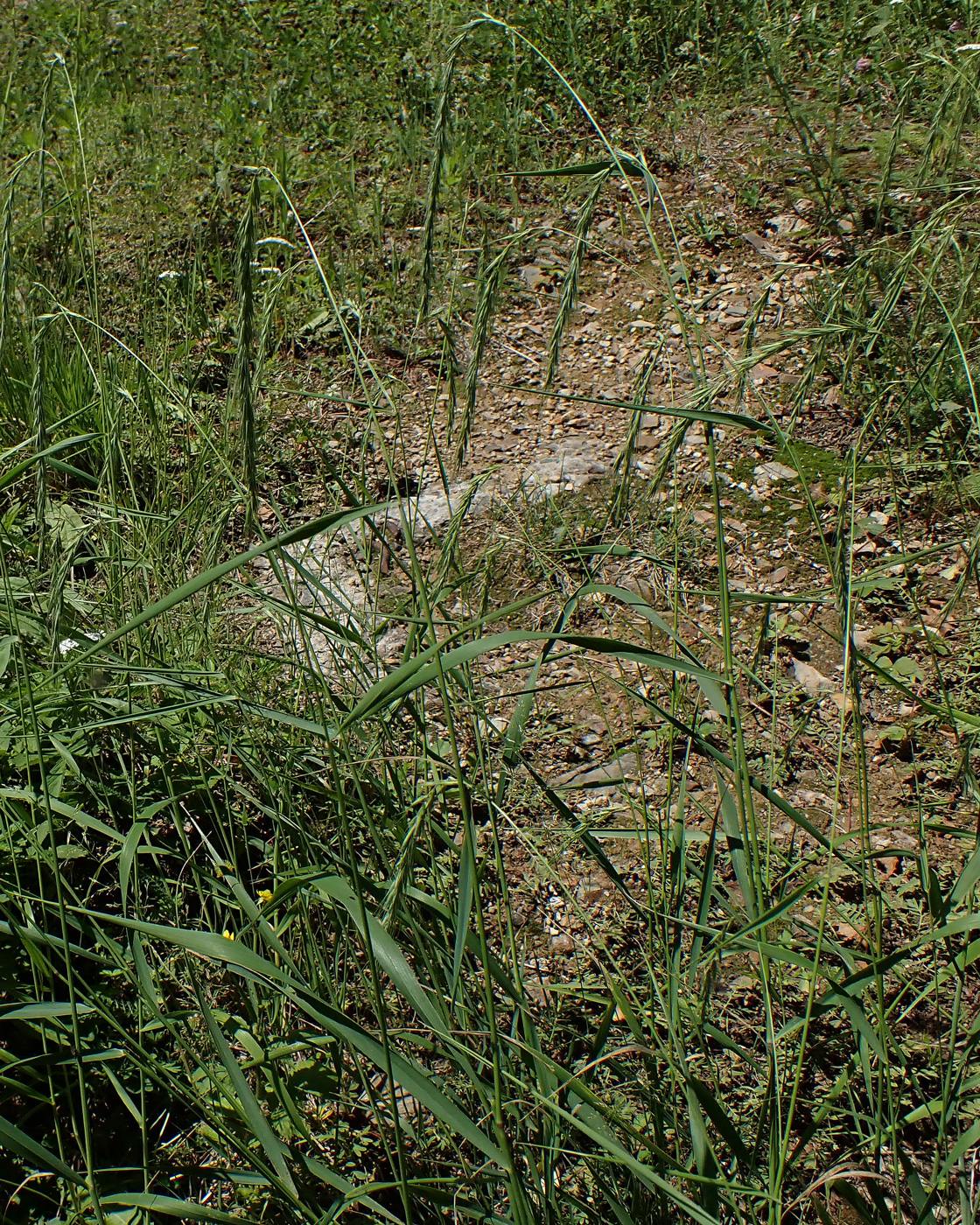 Изображение особи Elymus sibiricus.