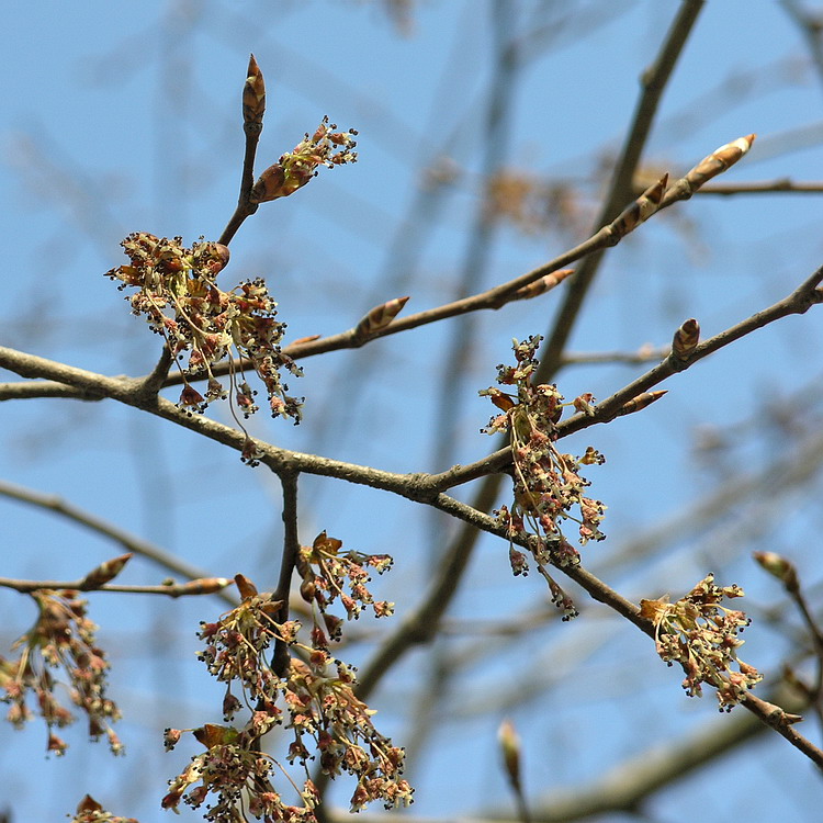 Изображение особи Ulmus laevis.