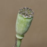 Papaver laevigatum