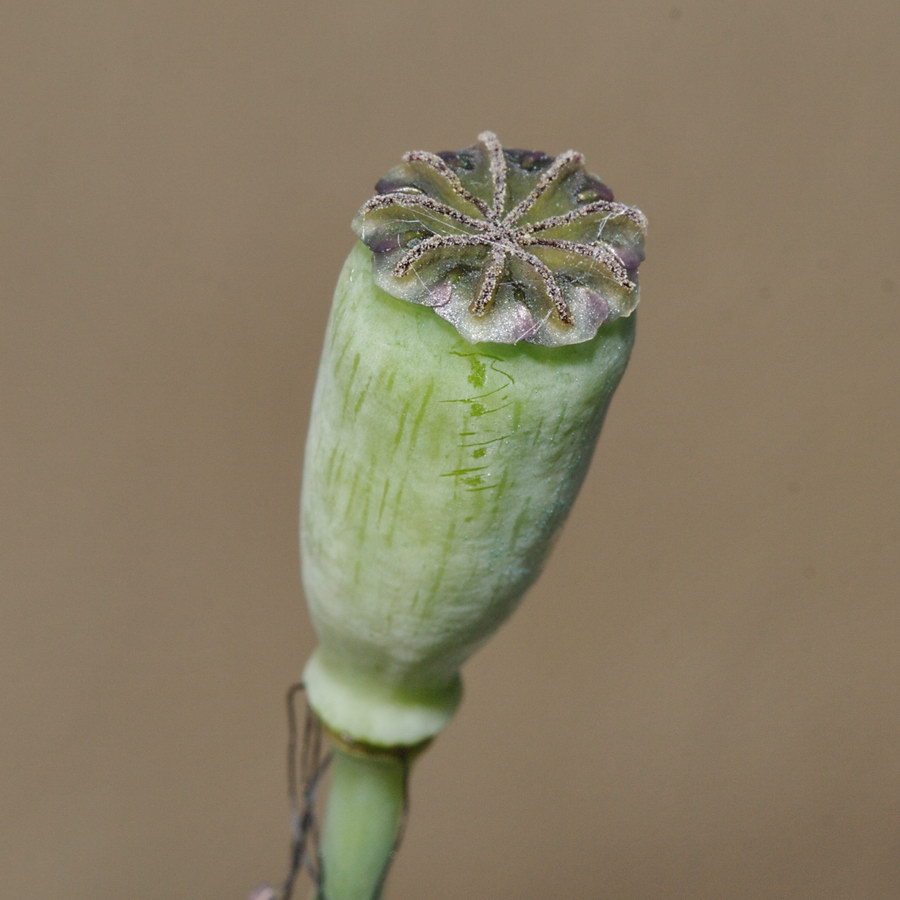 Изображение особи Papaver laevigatum.