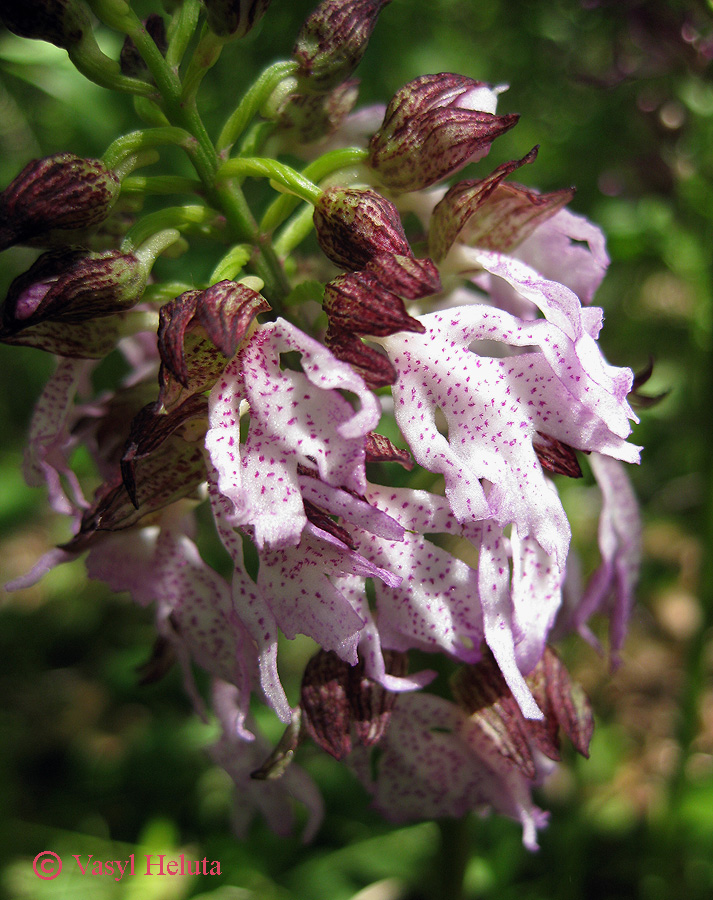 Изображение особи Orchis &times; angusticruris.