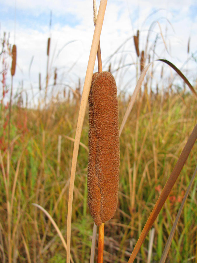 Изображение особи Typha × smirnovii.