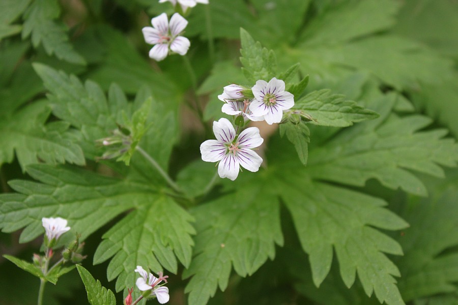 Image of Geranium krylovii specimen.