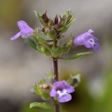 Ziziphora acinos. Соцветие. Ленинградская обл., Гатчинский р-н, окр. пос. Пудость, луг в заброшенном травертиновом карьере, на обнажении подстилающей породы. 25.06.2011.