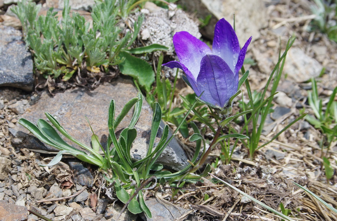 Image of Campanula biebersteiniana specimen.