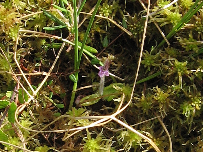 Image of Pinguicula villosa specimen.