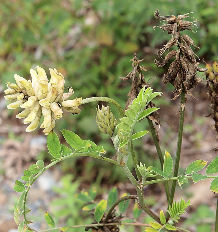 Изображение особи Astragalus uliginosus.