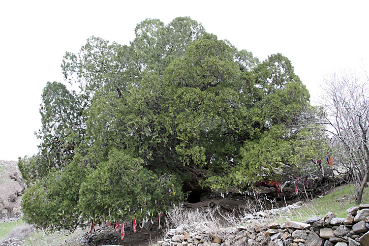 Изображение особи Platycladus orientalis.