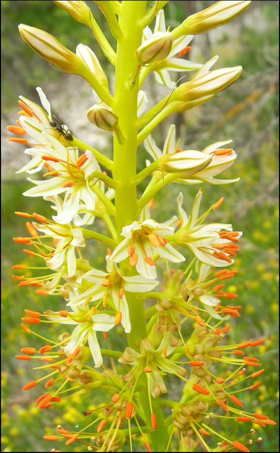 Image of Eremurus spectabilis specimen.