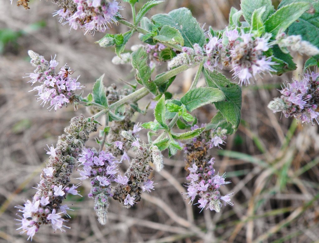 Image of Mentha longifolia specimen.