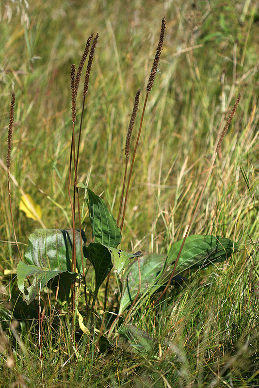 Image of Plantago maxima specimen.