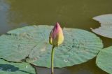 Nelumbo caspica