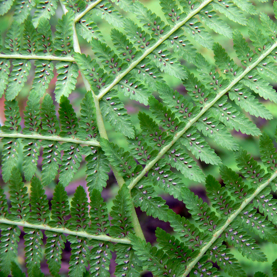 Image of Athyrium filix-femina specimen.