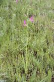 Gladiolus italicus