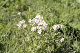 Anemonastrum protractum