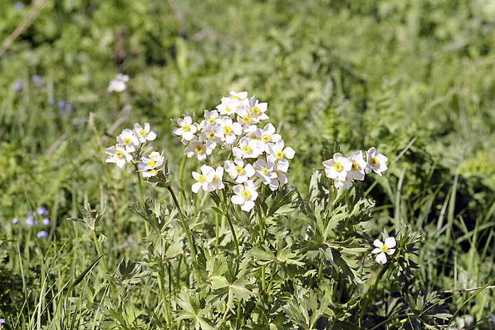 Изображение особи Anemonastrum protractum.