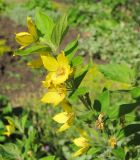 Lysimachia punctata