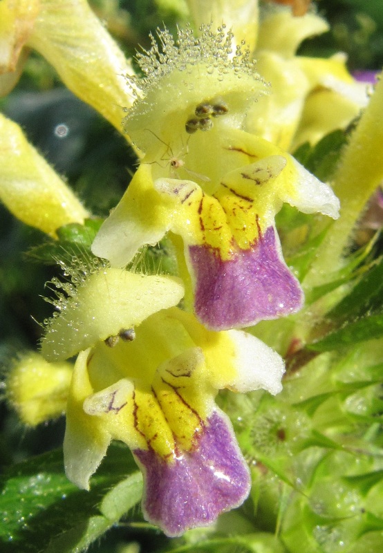 Image of Galeopsis speciosa specimen.