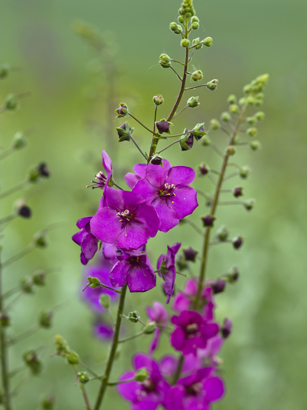 Image of Verbascum phoeniceum specimen.