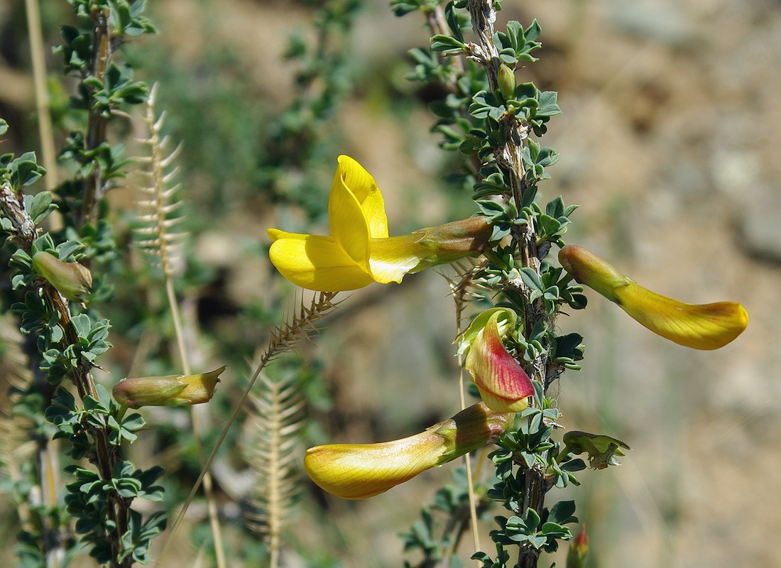 Image of Caragana kirghisorum specimen.