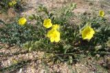 Potentilla astracanica