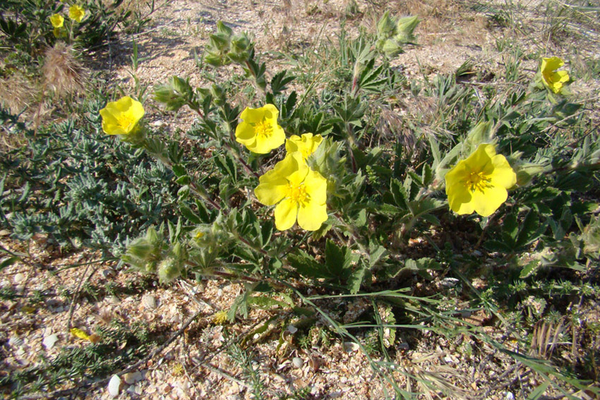 Image of Potentilla astracanica specimen.