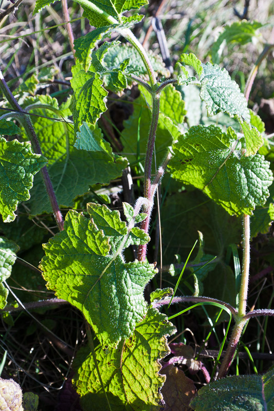 Image of Salvia verticillata specimen.