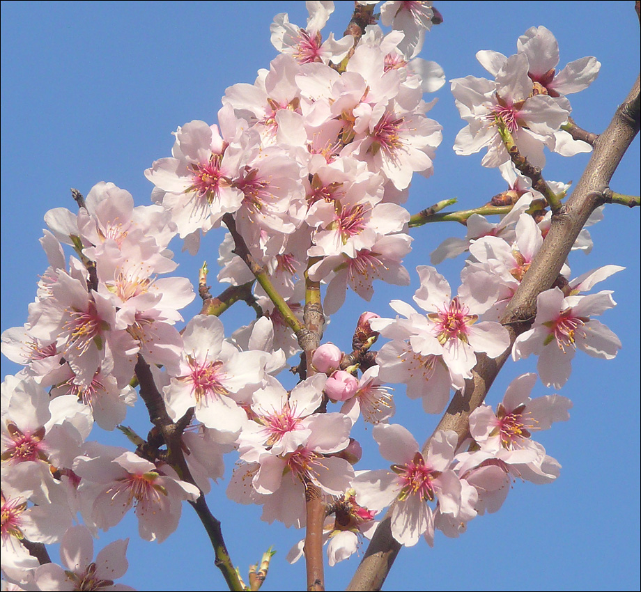 Изображение особи Amygdalus communis.