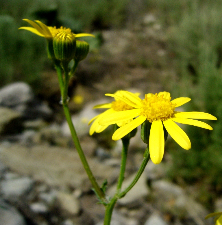 Image of Senecio subdentatus specimen.