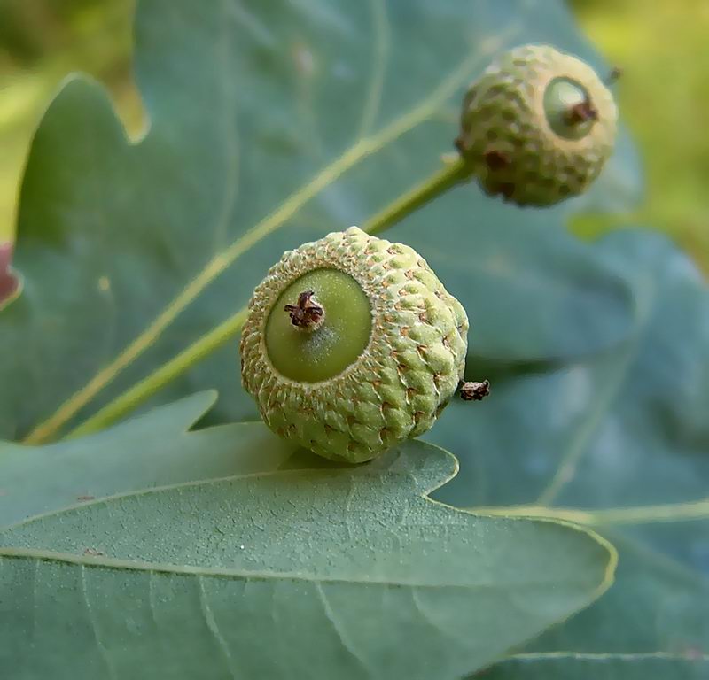 Image of Quercus robur specimen.