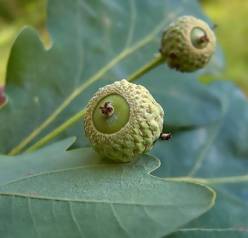 Изображение особи Quercus robur.