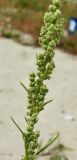 Chenopodium strictum