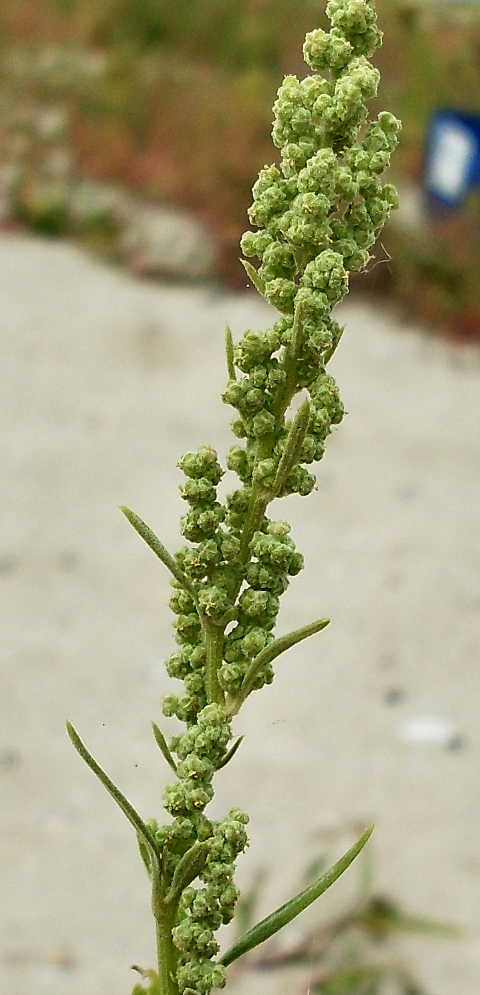 Изображение особи Chenopodium strictum.